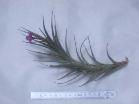 Tillandsia 'Mystic Haze'