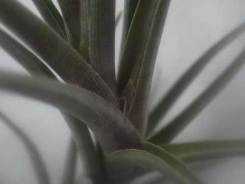 Tillandsia 'Mystic Haze'