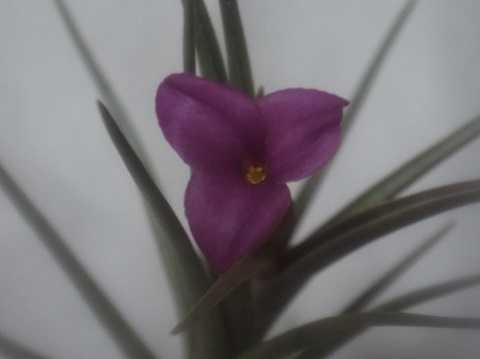 Tillandsia 'Mystic Haze'