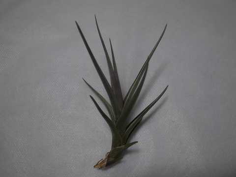 Tillandsia 'Mystic Haze'