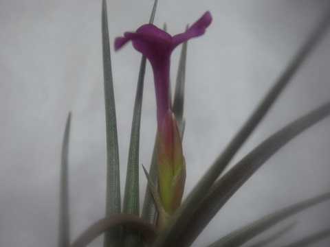 Tillandsia 'Mystic Haze'