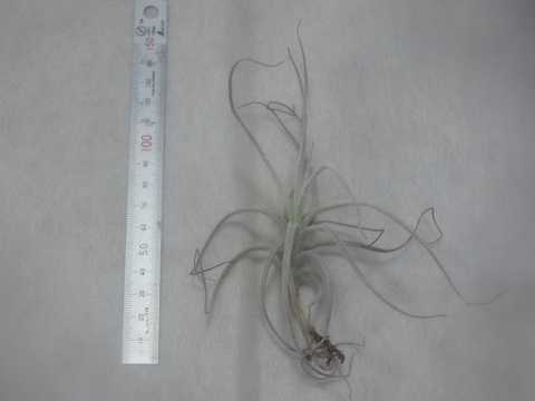 Tillandsia oblivata