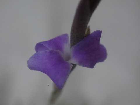 Tillandsia paleacea subsp. apurimacensis