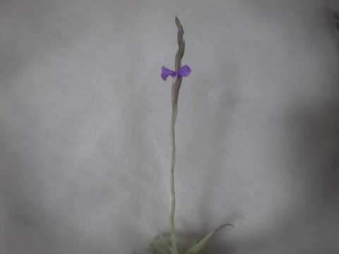 Tillandsia paleacea subsp. apurimacensis