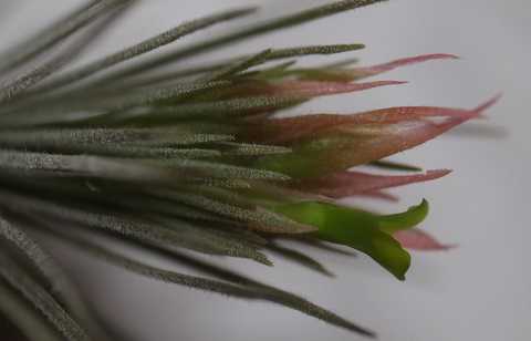 Tillandsia plumosa