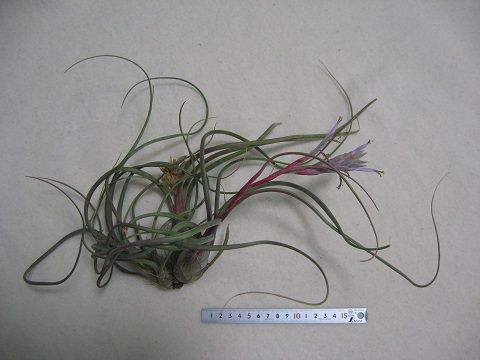 �e�B�����W�A �V���[�h�x�C���C