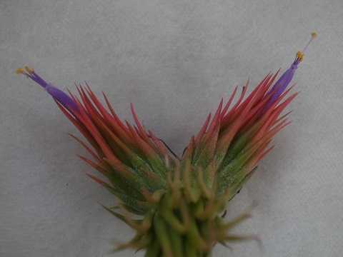 Tillandsia ramireziana