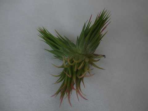 Tillandsia ramireziana