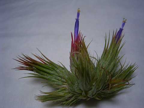 Tillandsia ramireziana