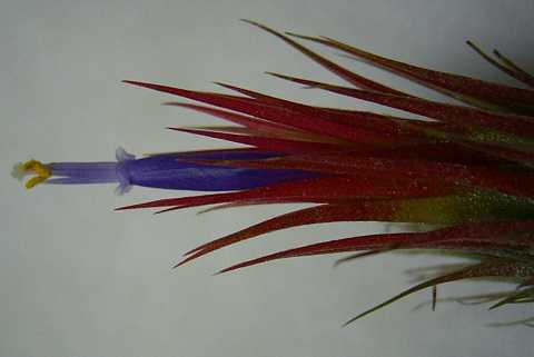 Tillandsia ramireziana