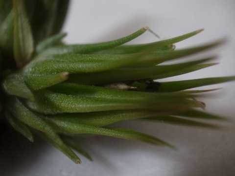 Tillandsia ramireziana