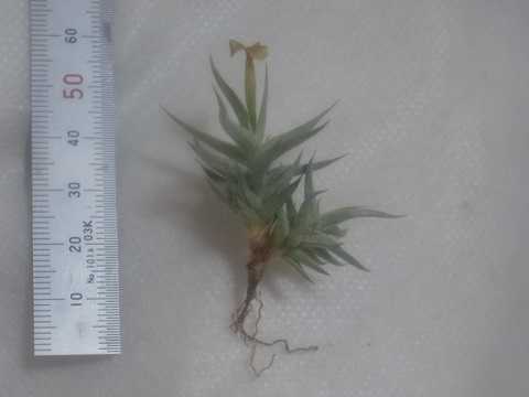 Tillandsia rectangula