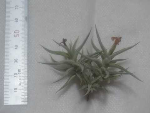 Tillandsia rectangula 'Brown flower'