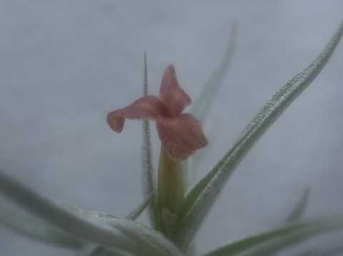 Tillandsia rectangula 'Brown flower'