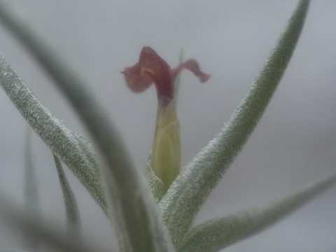 Tillandsia rectangula 'Brown flower'