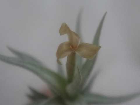 Tillandsia rectangula