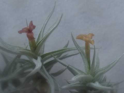 Tillandsia rectangula