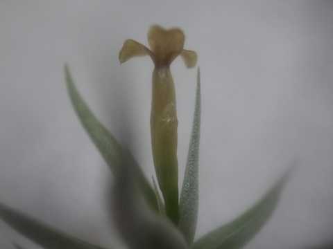 Tillandsia rectangula