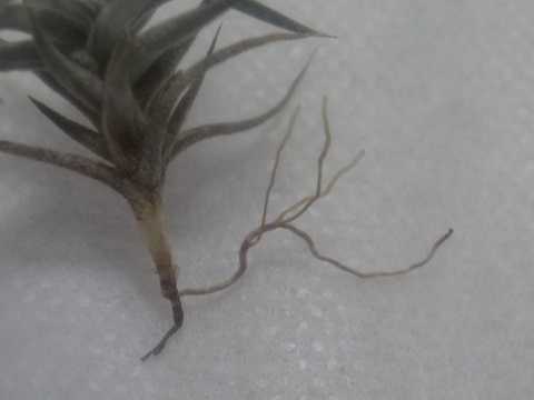 Tillandsia rectangula