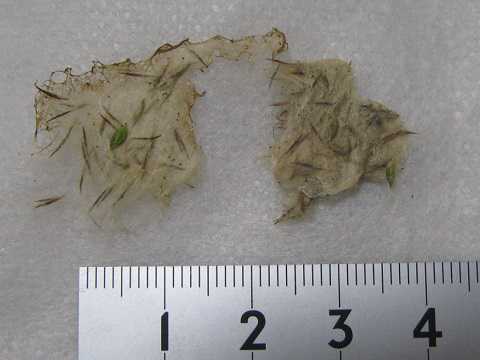 Tillandsia recurvata