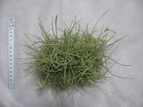 Tillandsia recurvata