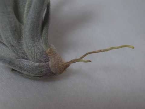 Tillandsia recurvifolia