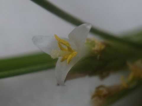 Tillandsia remota