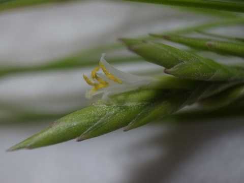 Tillandsia remota