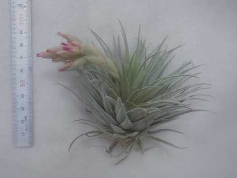 Tillandsia roseiflora 'Close form'