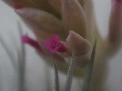 Tillandsia roseiflora 'Close form'