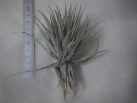 Tillandsia roseiflora 'Close form'