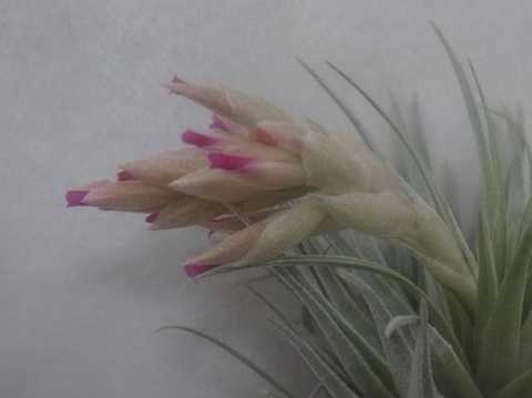 Tillandsia roseiflora 'Close form'