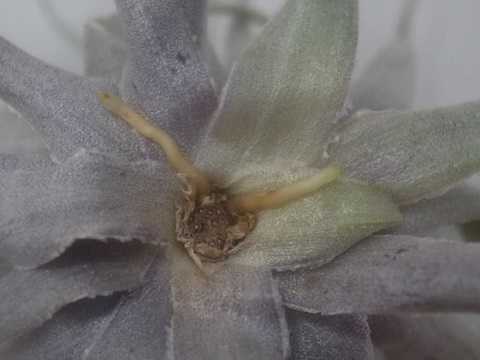 Tillandsia roseiflora 'Close form'