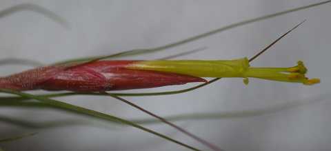 Tillandsia schiedeana