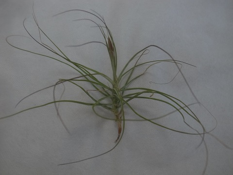 Tillandsia schiedeana  'Minor'