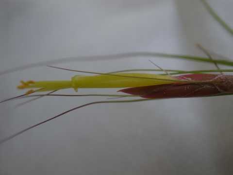 Tillandsia schiedeana  'Minor'