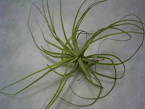 Tillandsia schiedeana  'Minor'