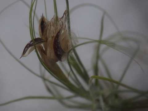 Tillandsia schiedeana 'Minor'