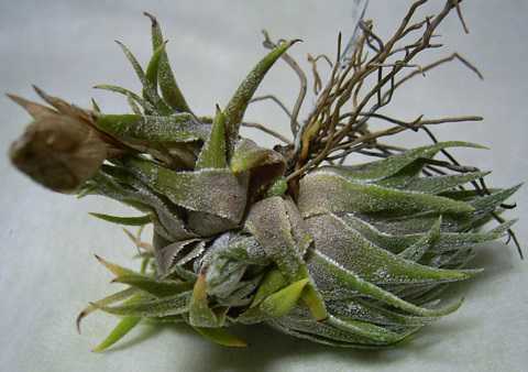 Tillandsia sprengeliana  スプレンゲリアナ　臨海型