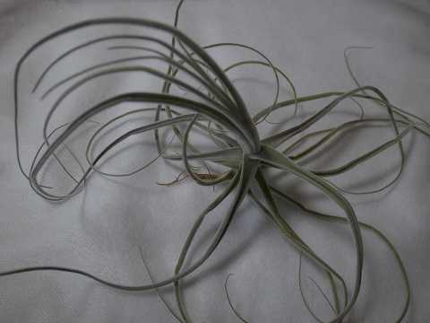 Tillandsia streptocarpa