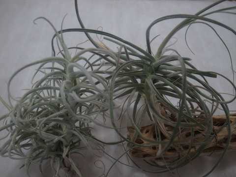 Tillandsia streptocarpa