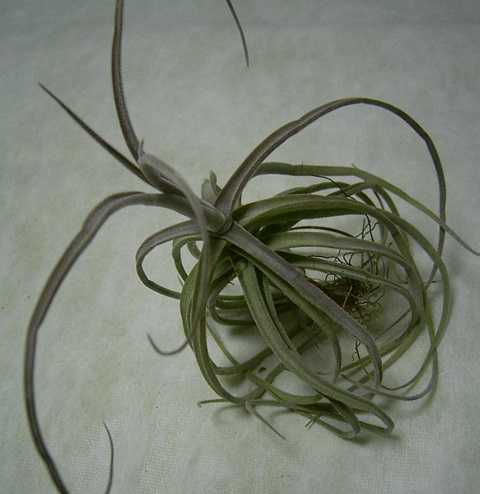 Tillandsia streptocarpa