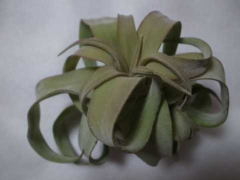 Tillandsia streptophylla