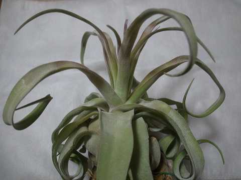 Tillandsia streptophylla