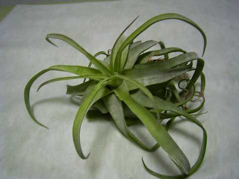 Tillandsia streptophylla