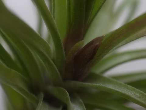 ティランジア テヌイフォリア 栽培品種 エメラルド フォレスト