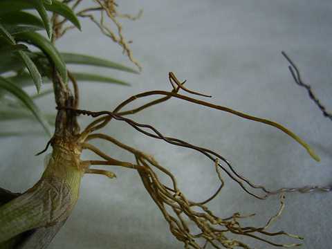 ティランジア テヌイフォリア 短茎型