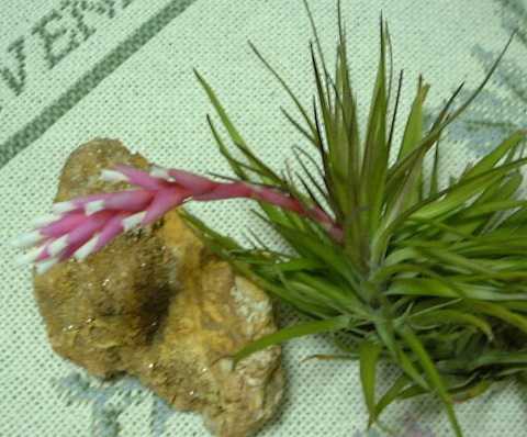 Tillandsia tenuifolia var. strobiliformis