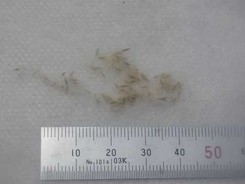 Tillandsia tricholepis