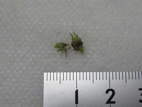 Tillandsia tricholepis Closed form